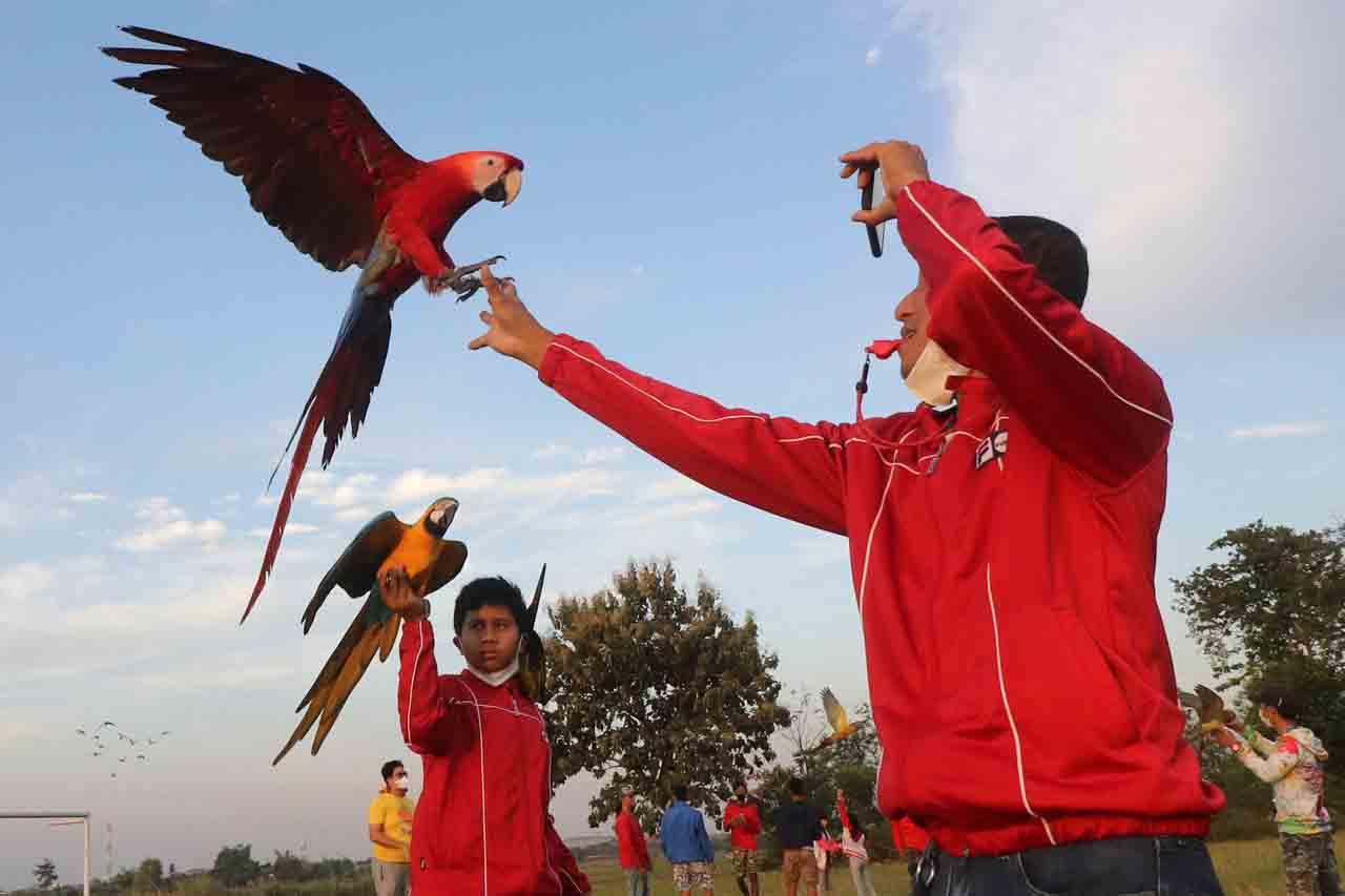 Penggemar Burung Free...