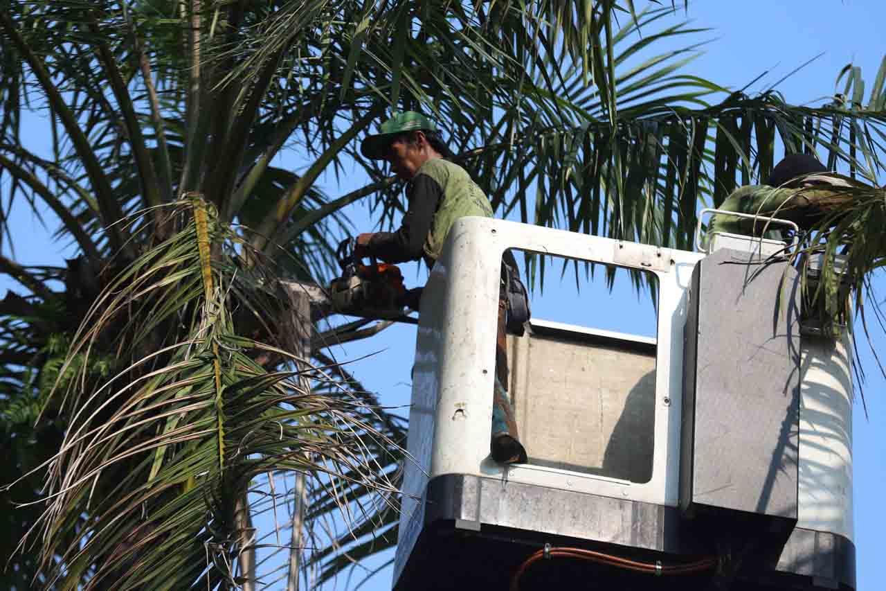 Pemangkasan Rutin Cegah...