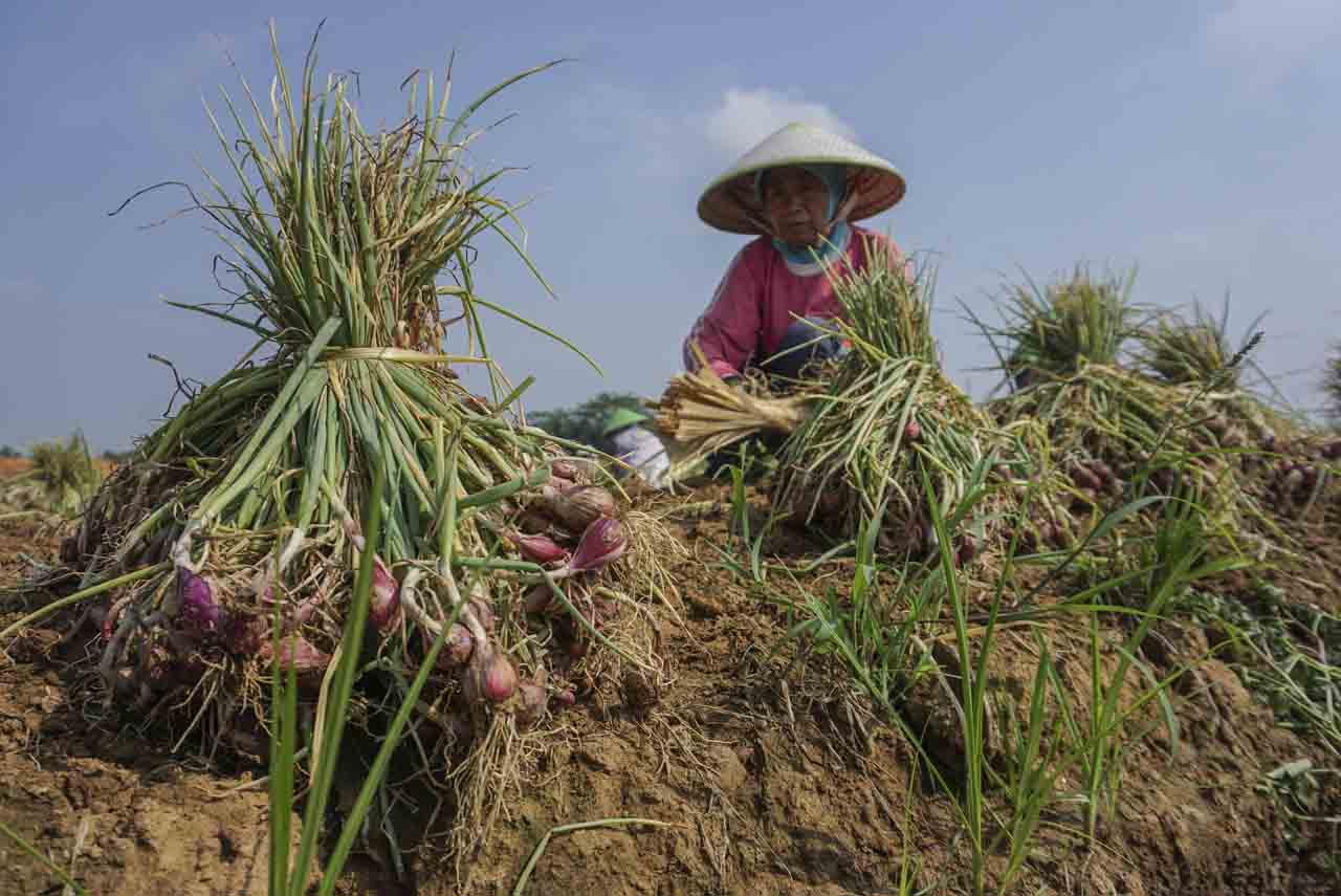 Panen Bawang Merah untuk...