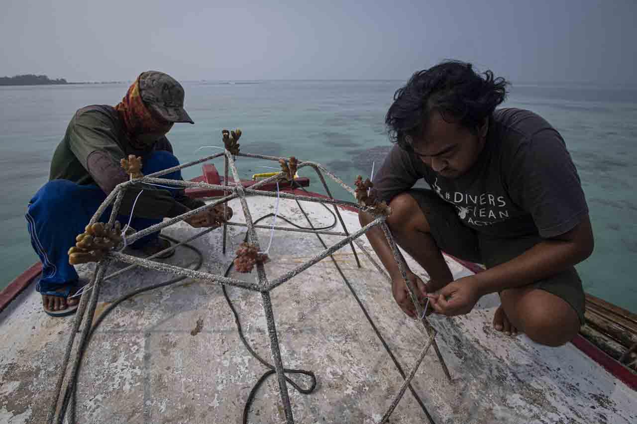 Menanam Anakan Terumbu...