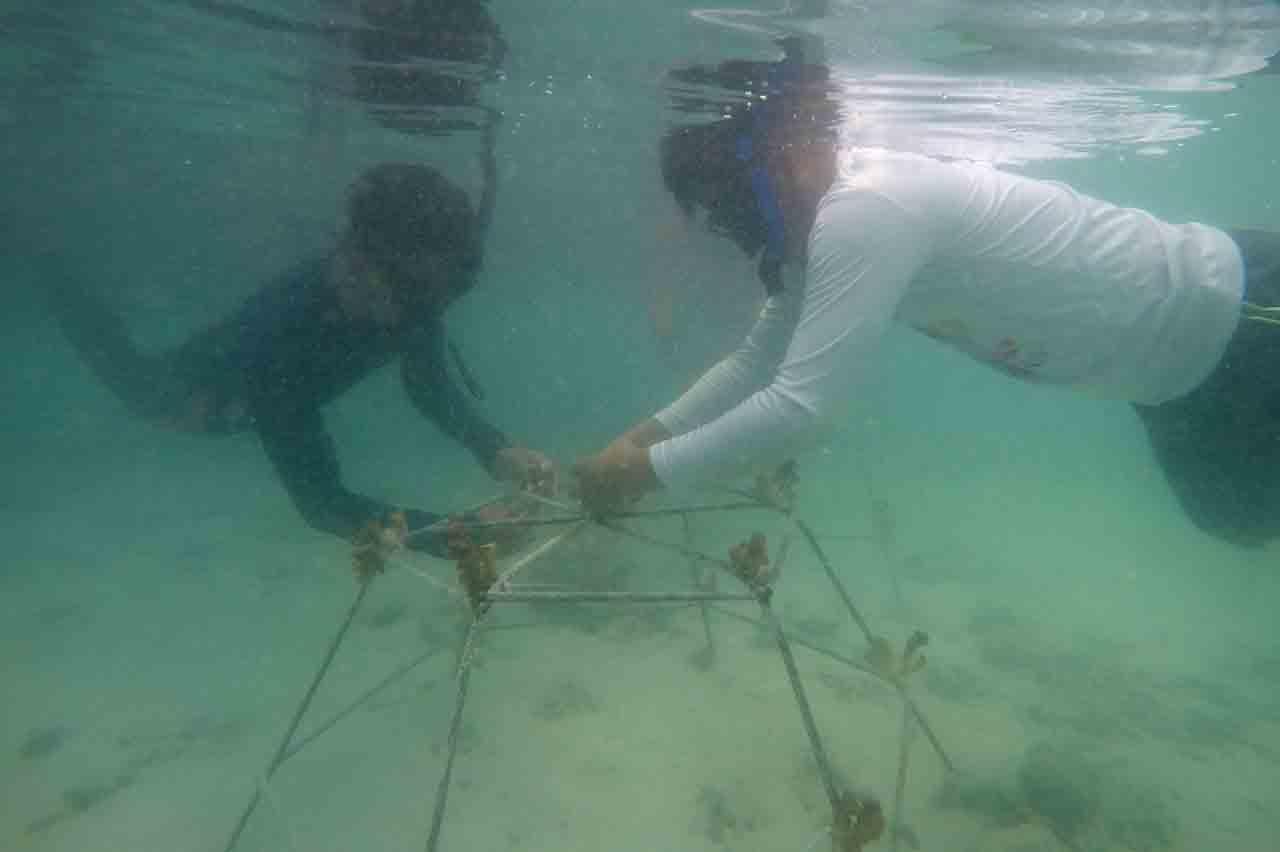 Menanam Anakan Terumbu...