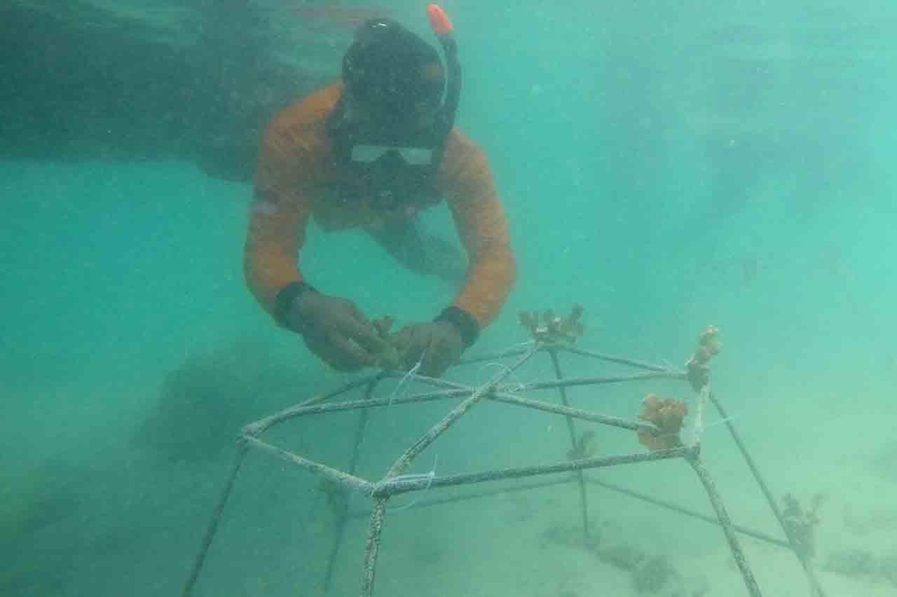 Menanam Anakan Terumbu...