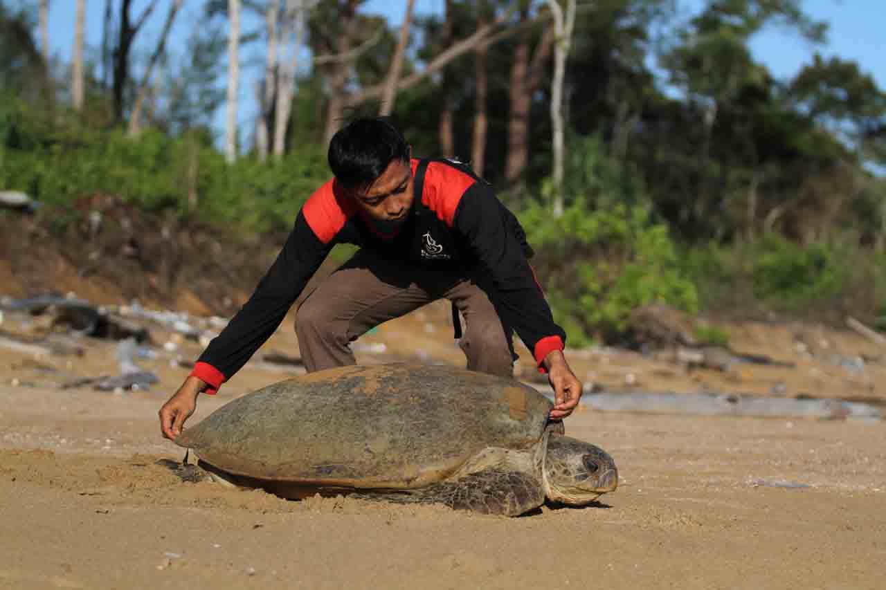 Pelestarian Penyu Hijau...