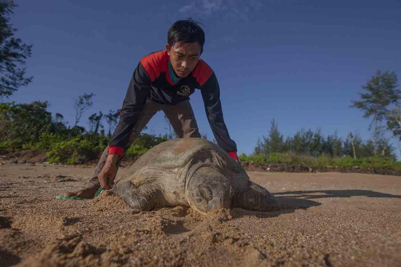 Pelestarian Penyu Hijau...