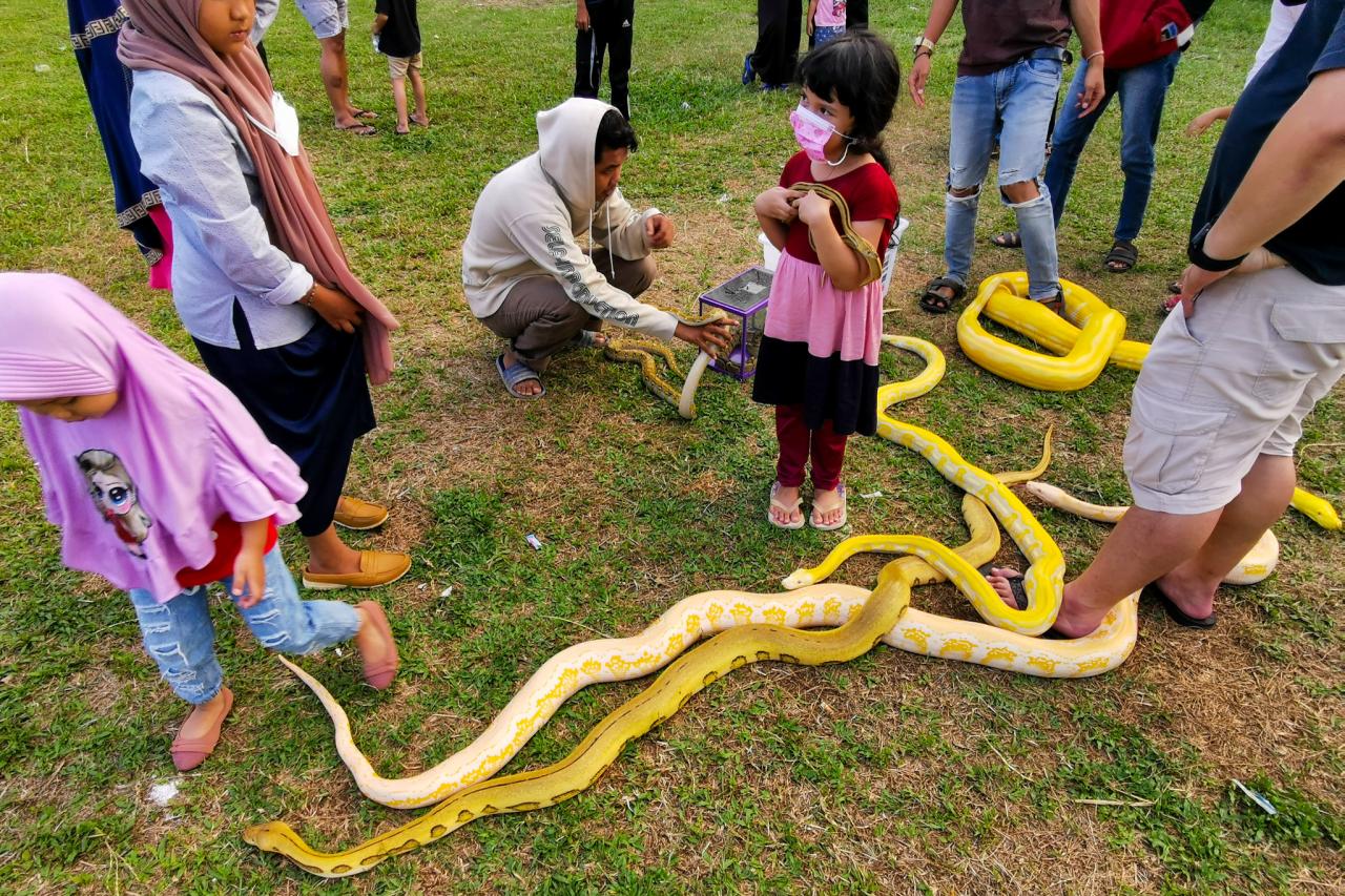 Mengenalkan Dunia Reptil...