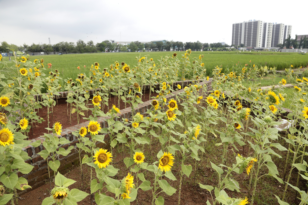 Keindahan Kebun Bunga...