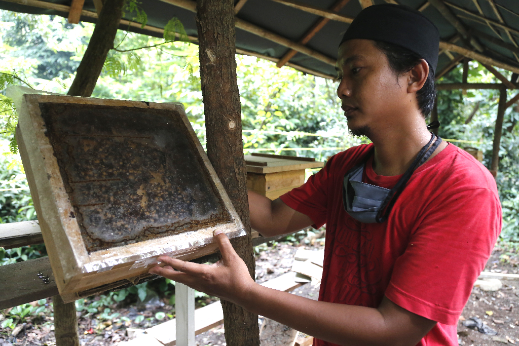 Melihat Budidaya Lebah...