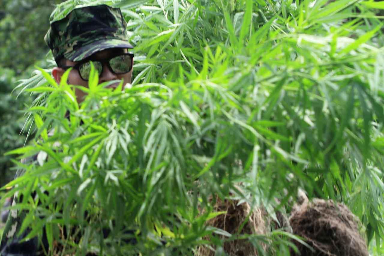 Operasi Pemusnahan Ladang...