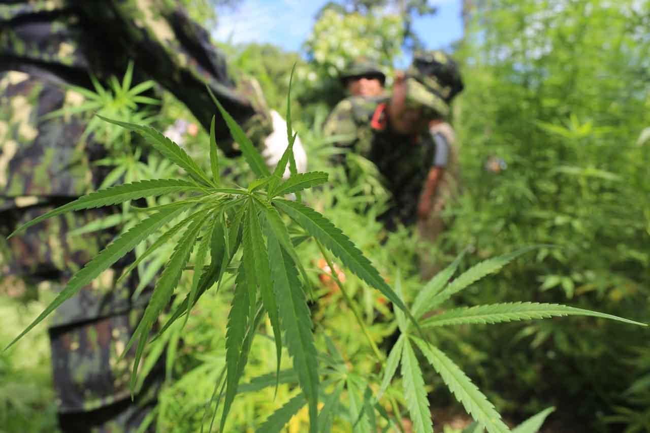 Operasi Pemusnahan Ladang...