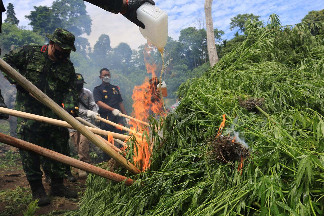 Operasi Pemusnahan Ladang...