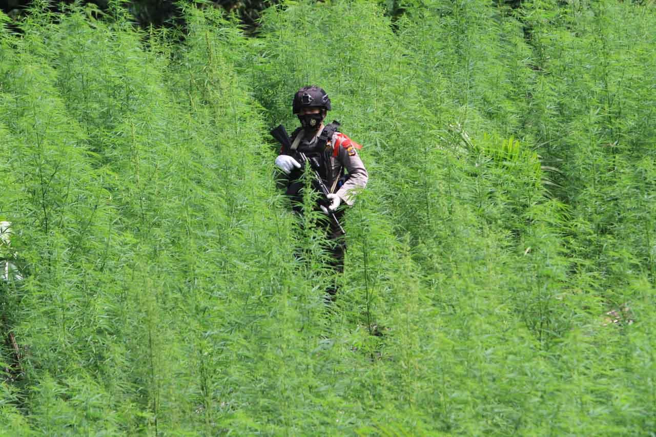 Operasi Pemusnahan Ladang...
