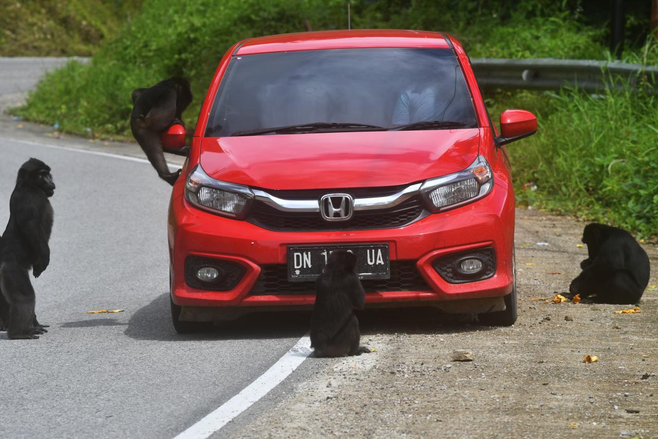 Perubahan Perilaku Kera...