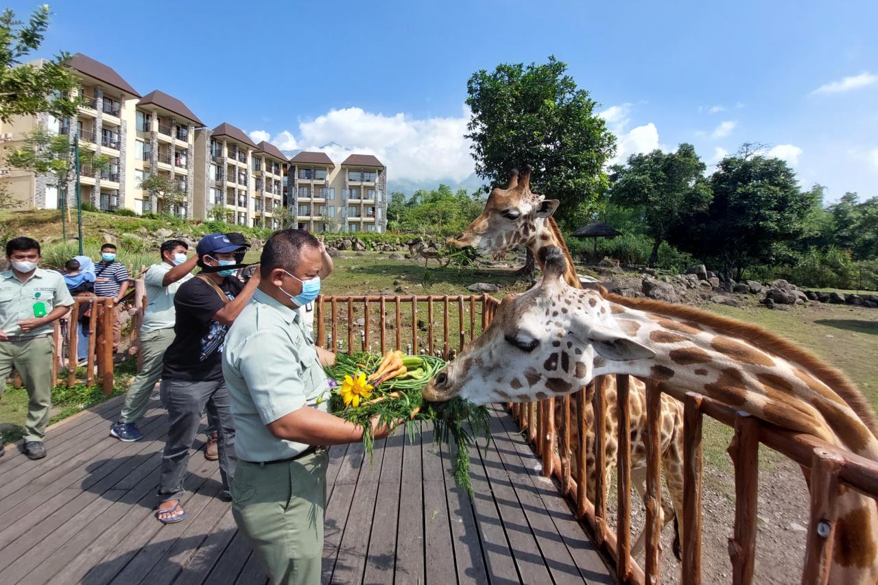 World Giraffe Day, Jerapah...