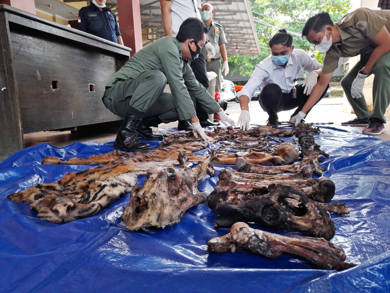 Miris, Kulit dan Tulang...