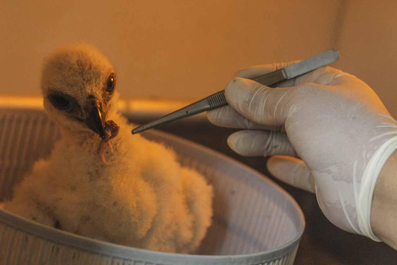 Bikin Gemes, Anak Burung...