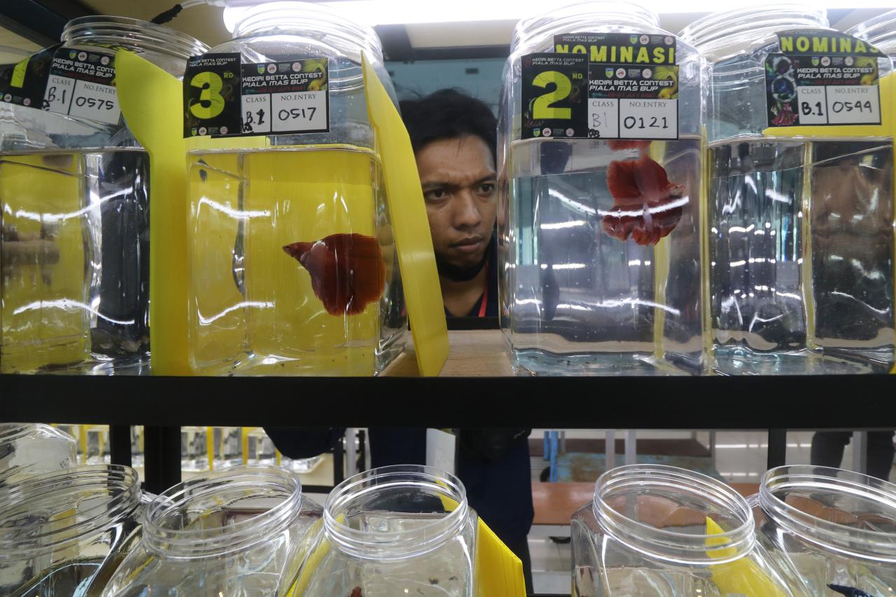 Rekor Muri, Kontes Ikan...