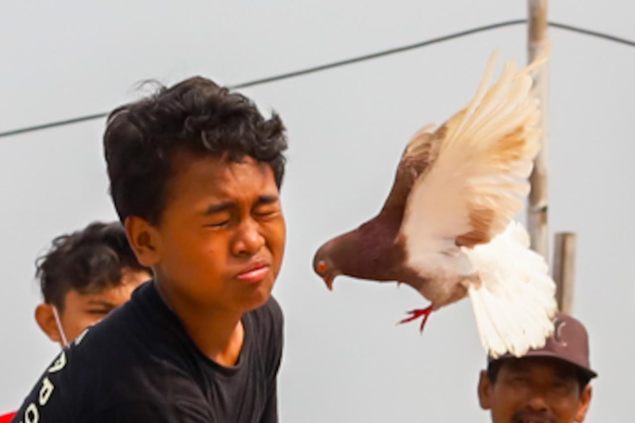Potret Penghobi Merpati...