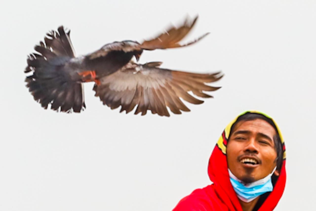 Potret Penghobi Merpati...