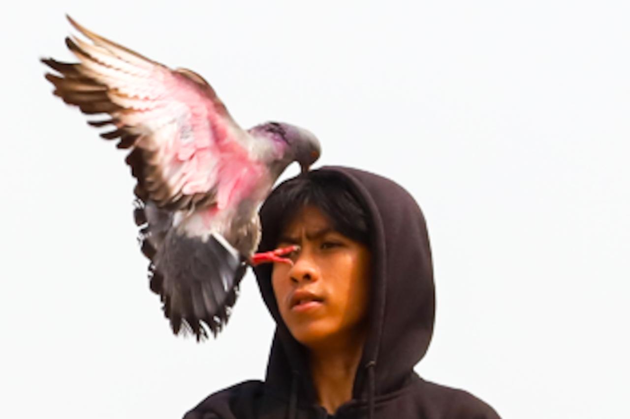Potret Penghobi Merpati...