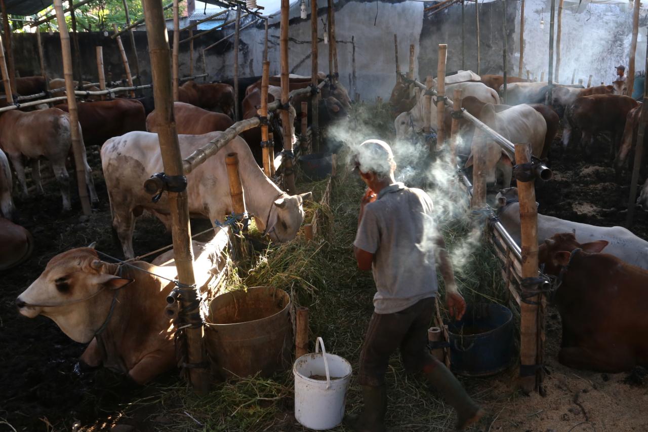 Penjual Hewan Kurban...