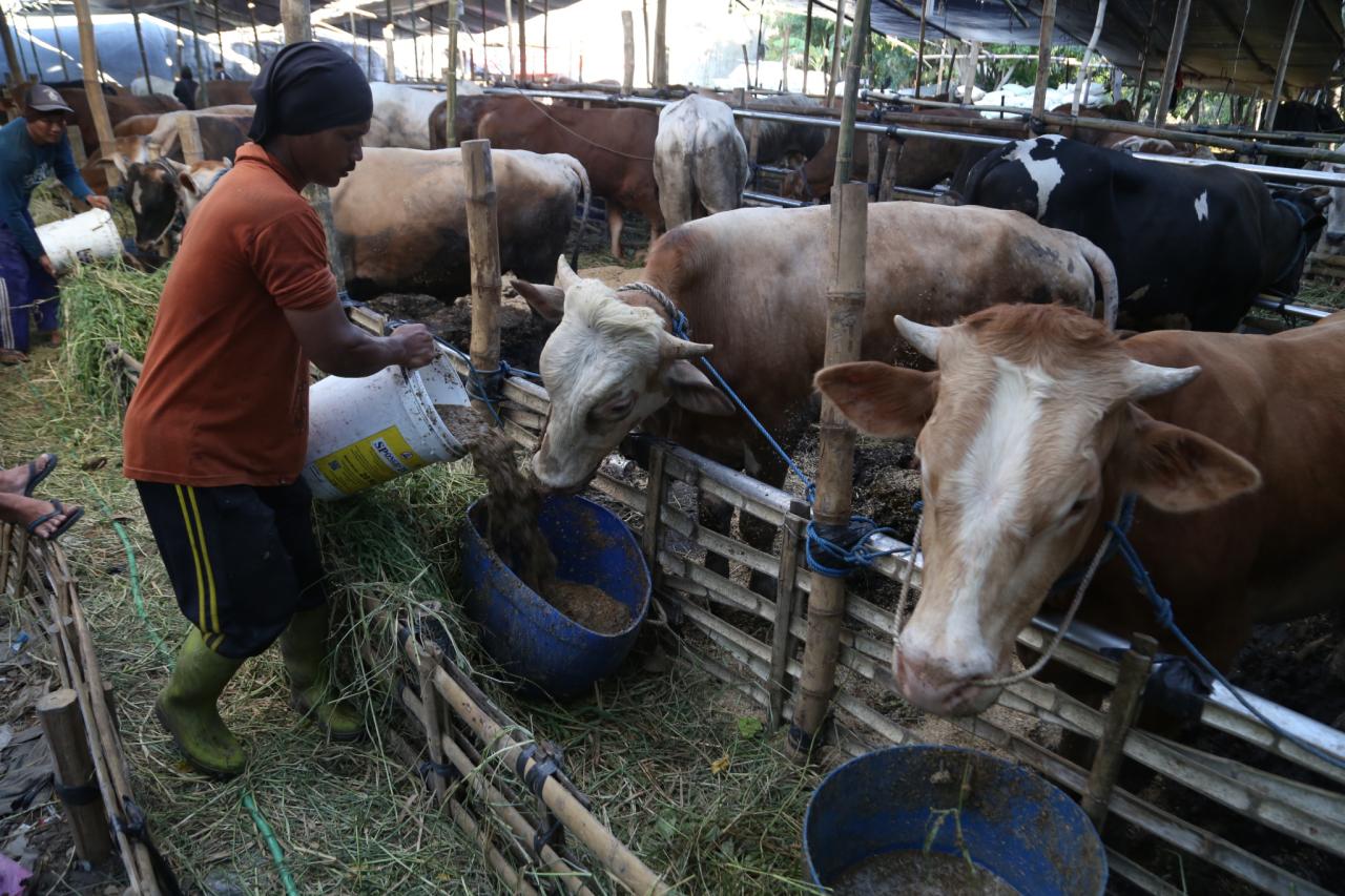 Penjual Hewan Kurban...