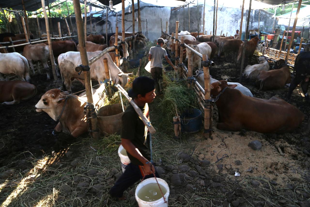 Penjual Hewan Kurban...