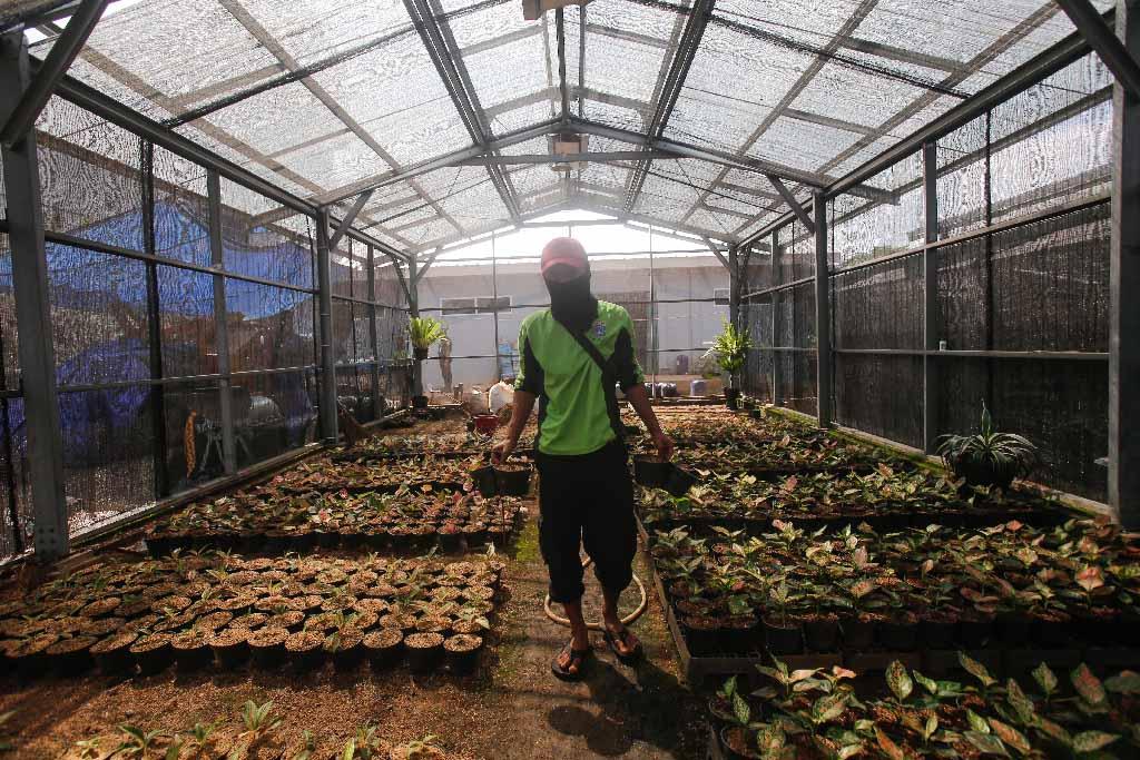 Kebun Bibit Casamora...