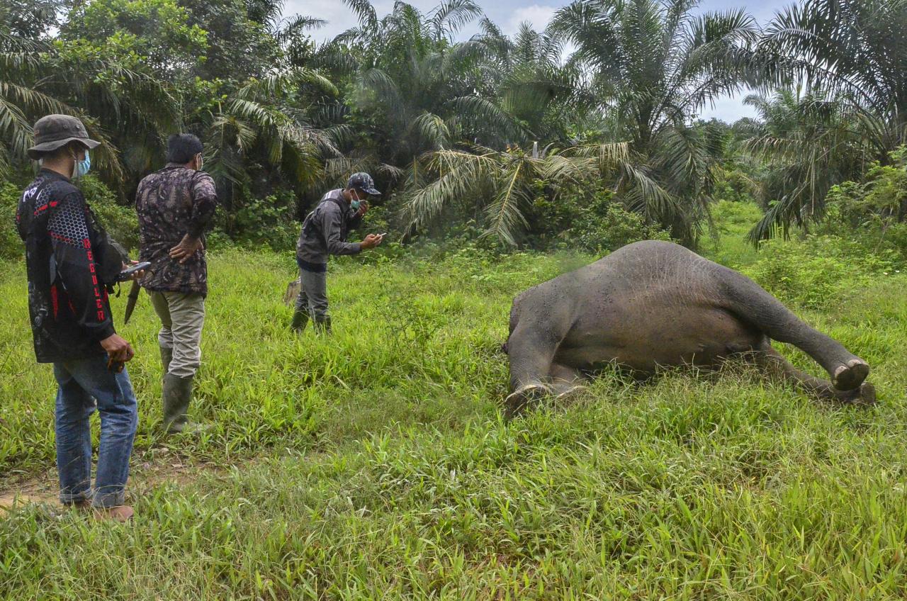 Ditemukan Tanpa Kepala,...