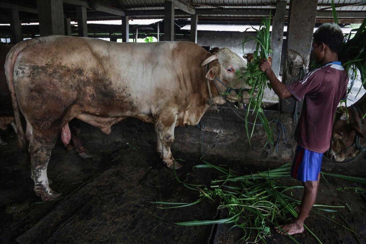 Sapi Kurban Dari Presiden...