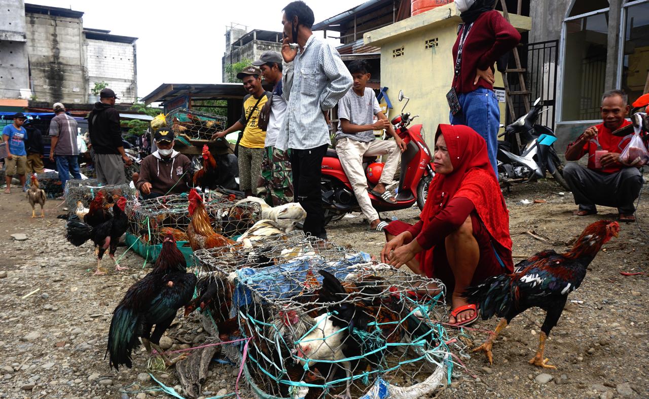Harga Ayam Kampung Tembus...