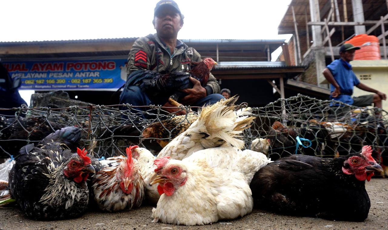 Harga Ayam Kampung Tembus...