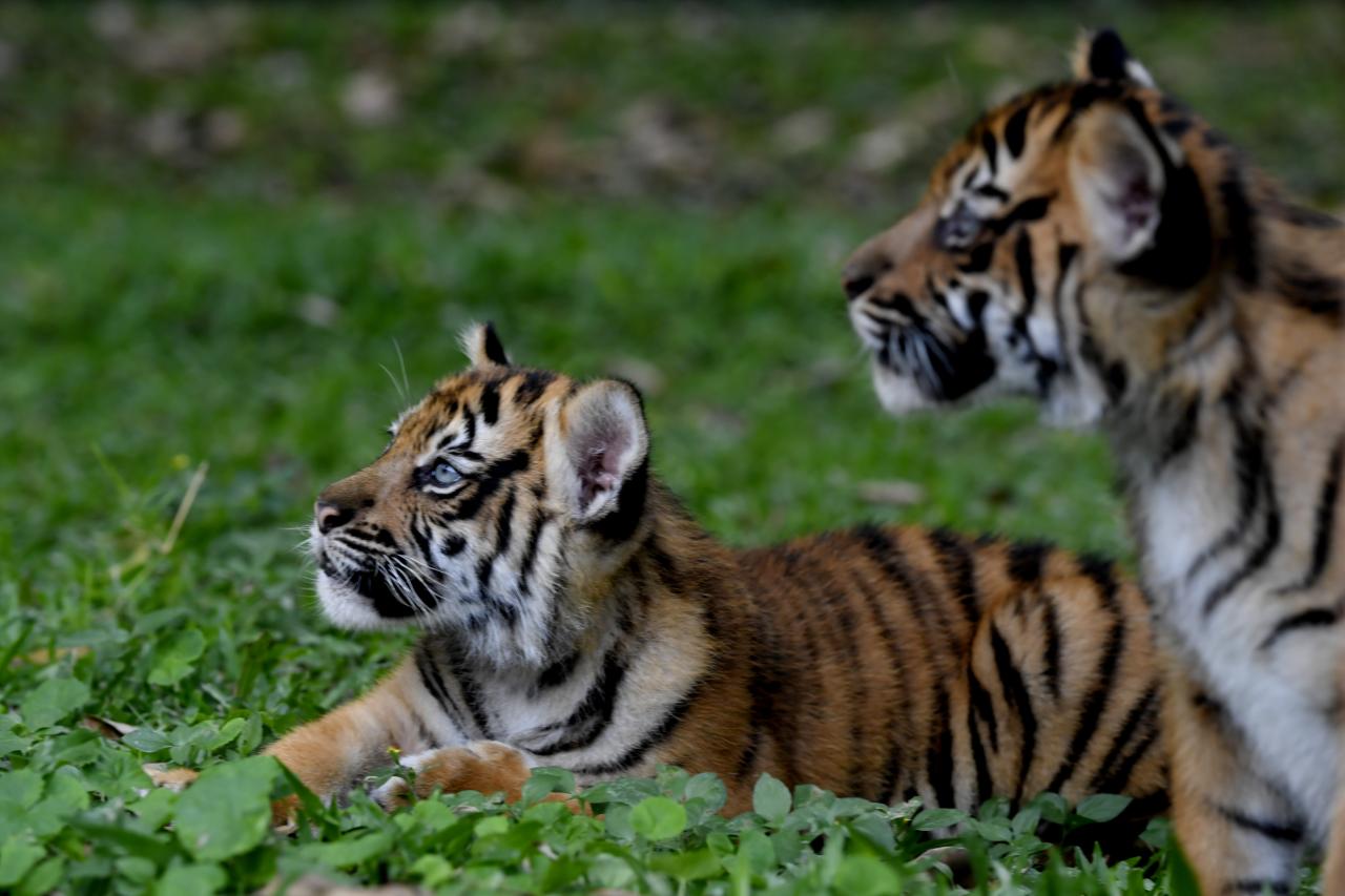 Lucunya Bayi Harimau...