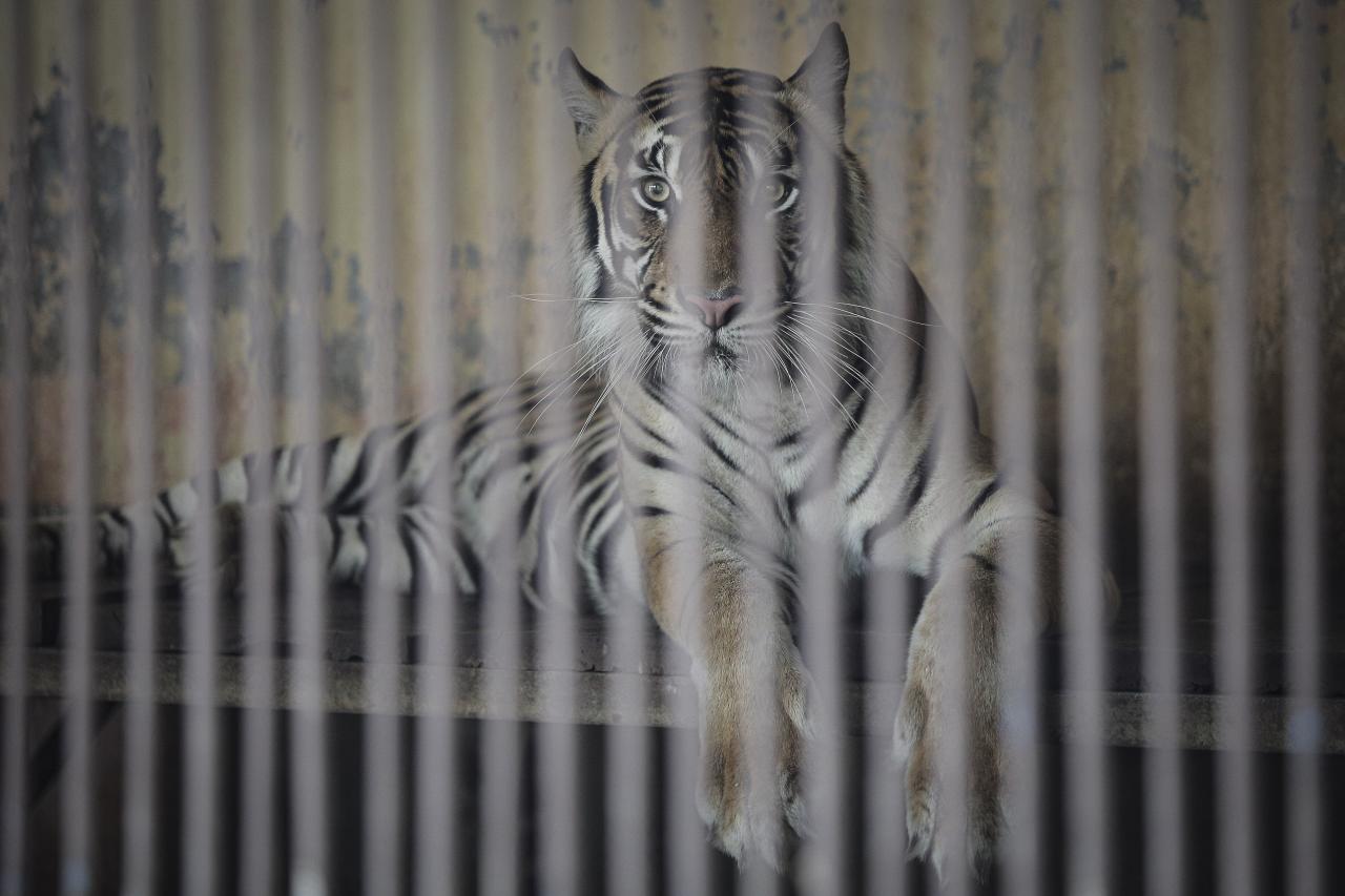 Tino, Harimau Sumatera...