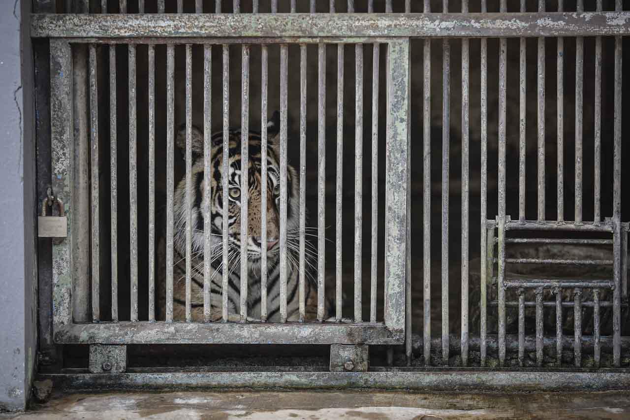 Tino, Harimau Sumatera...