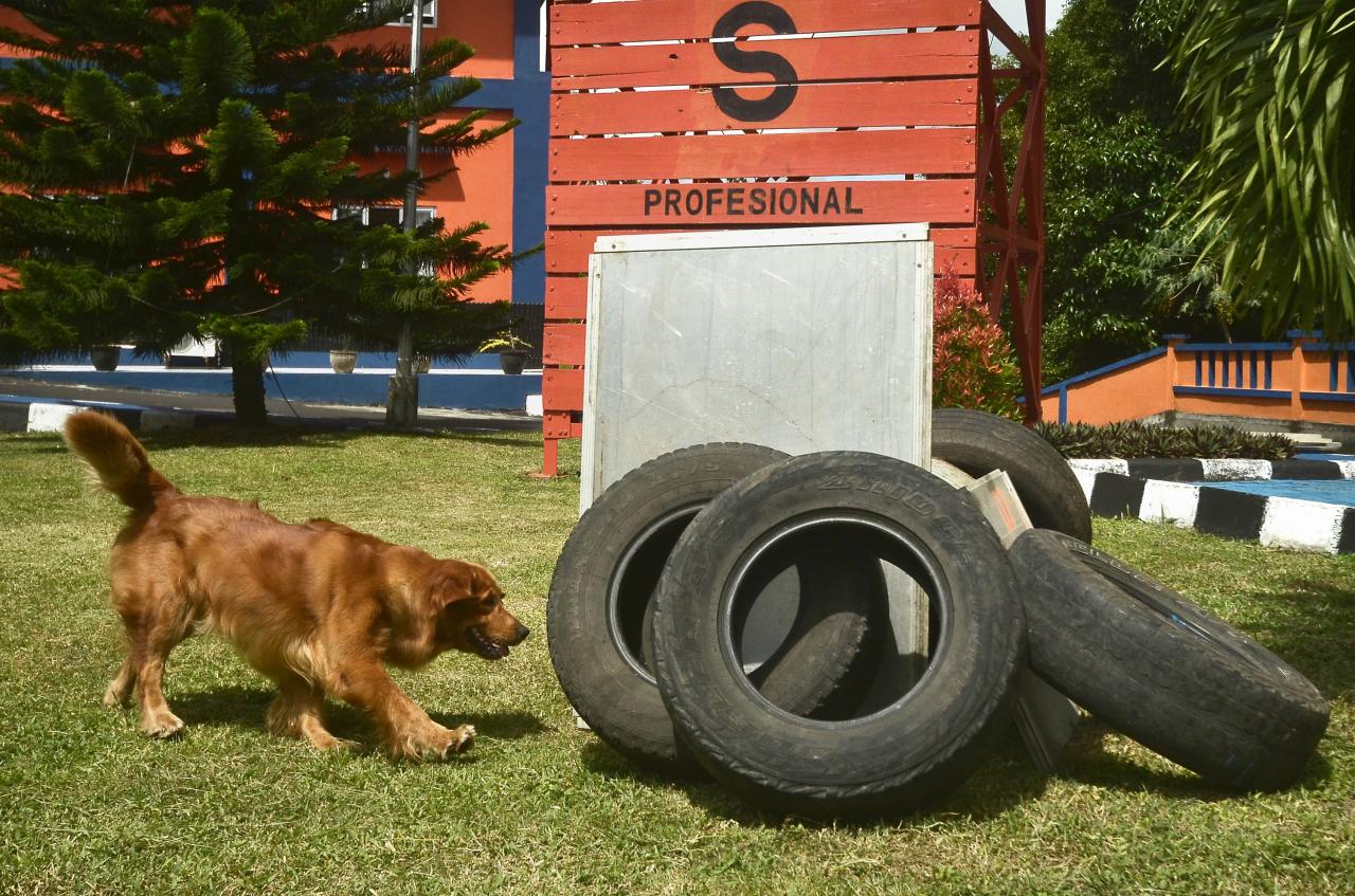 Pelatihan Anjing SAR...