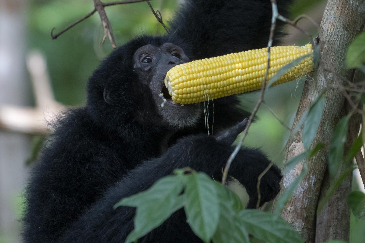 Pelepasliaran Siamang...