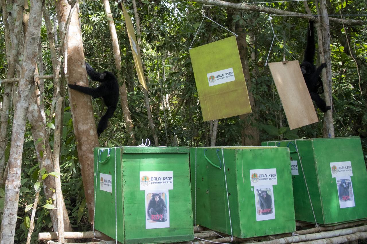Pelepasliaran Siamang...
