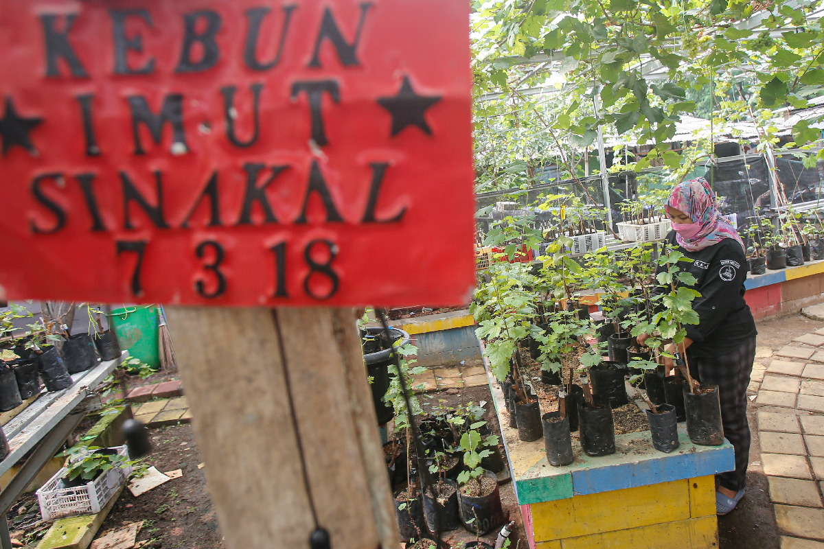 Geliat Budidaya Anggur...