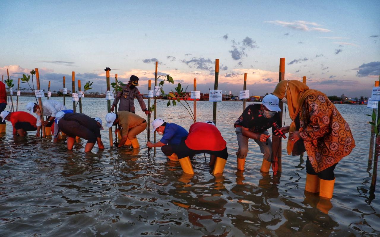 Penanaman Mangrove di...
