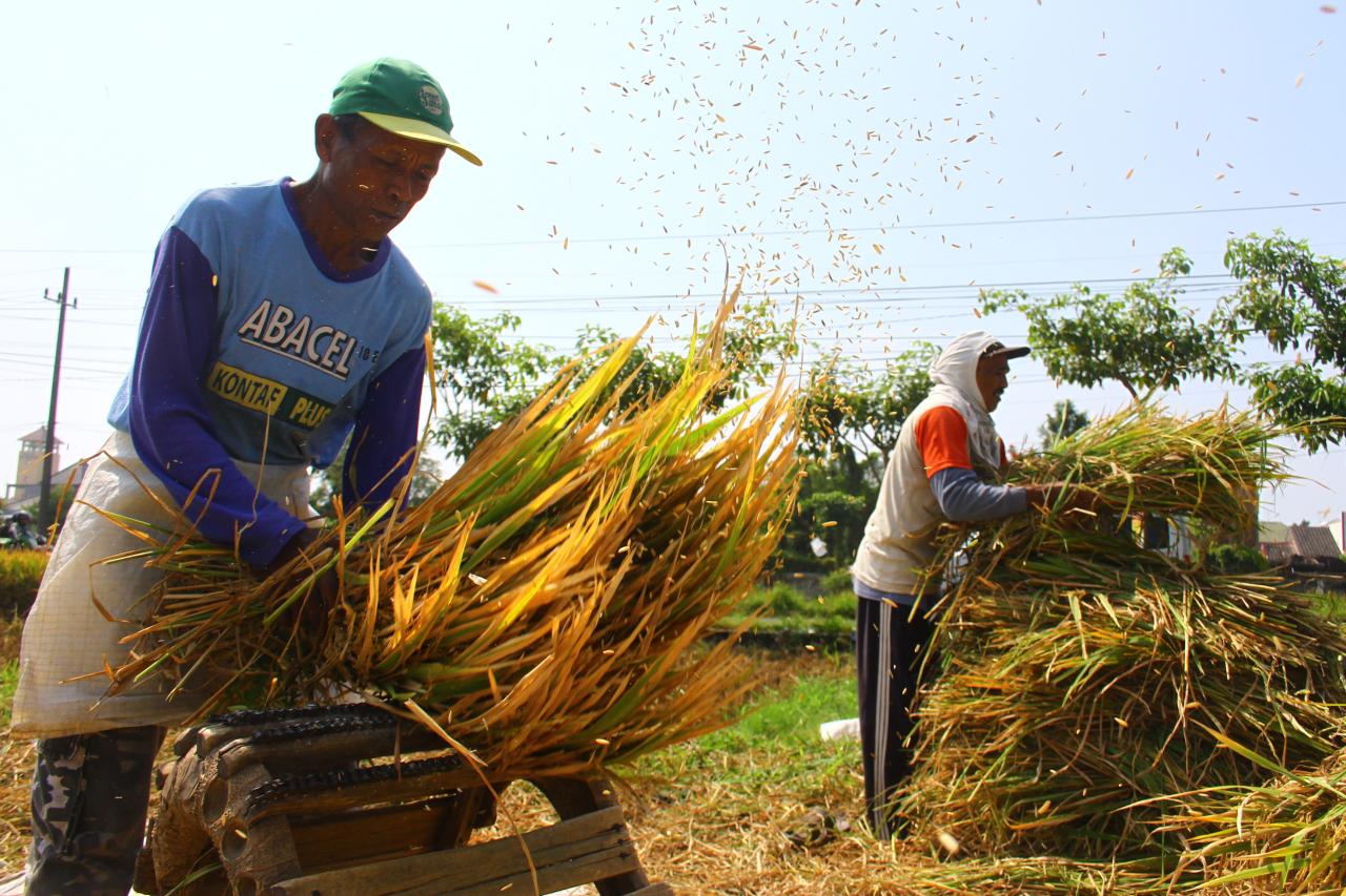 Petani Keluhkan Turunnya...