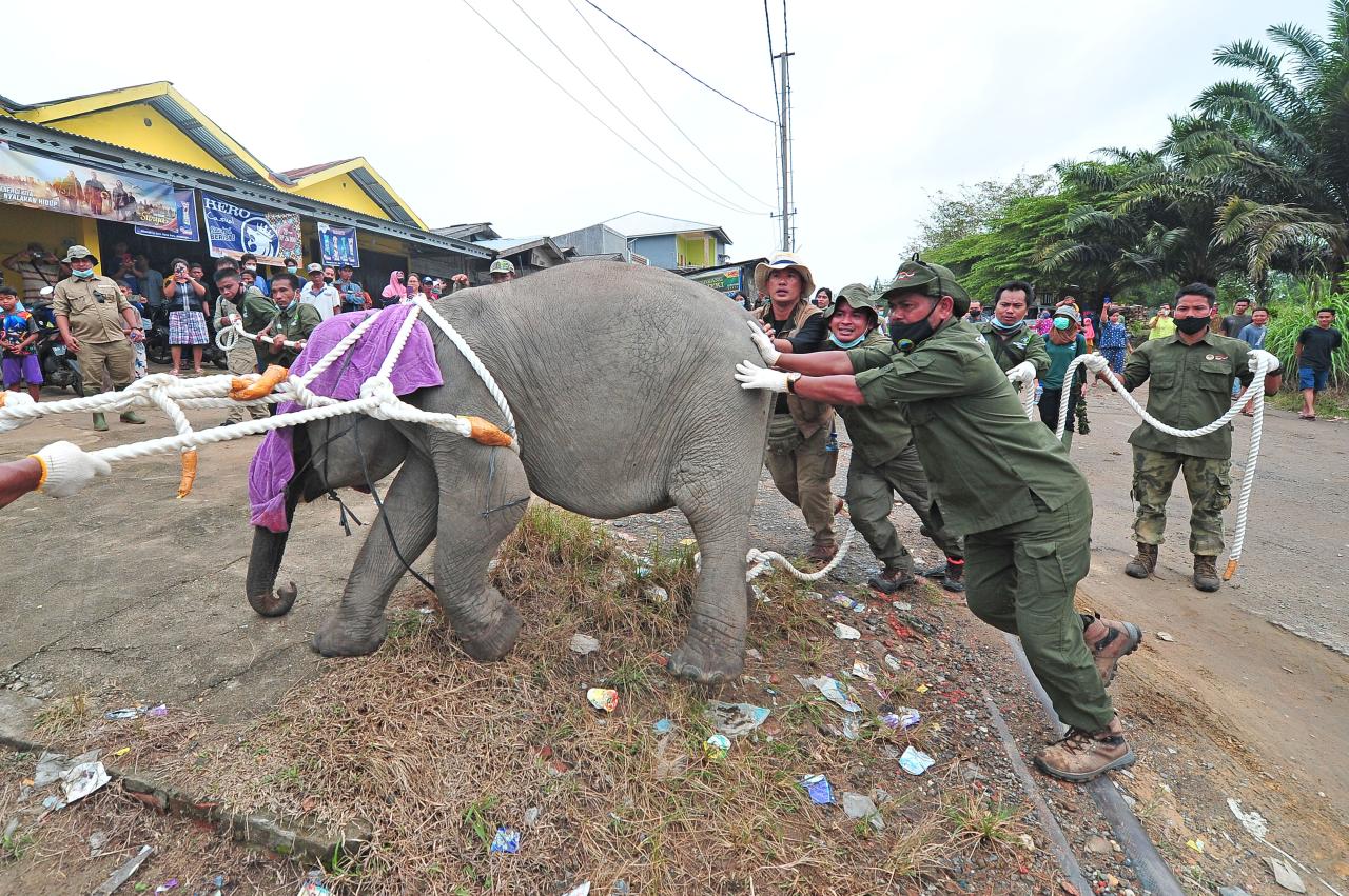 Evakuasi Anak Gajah...