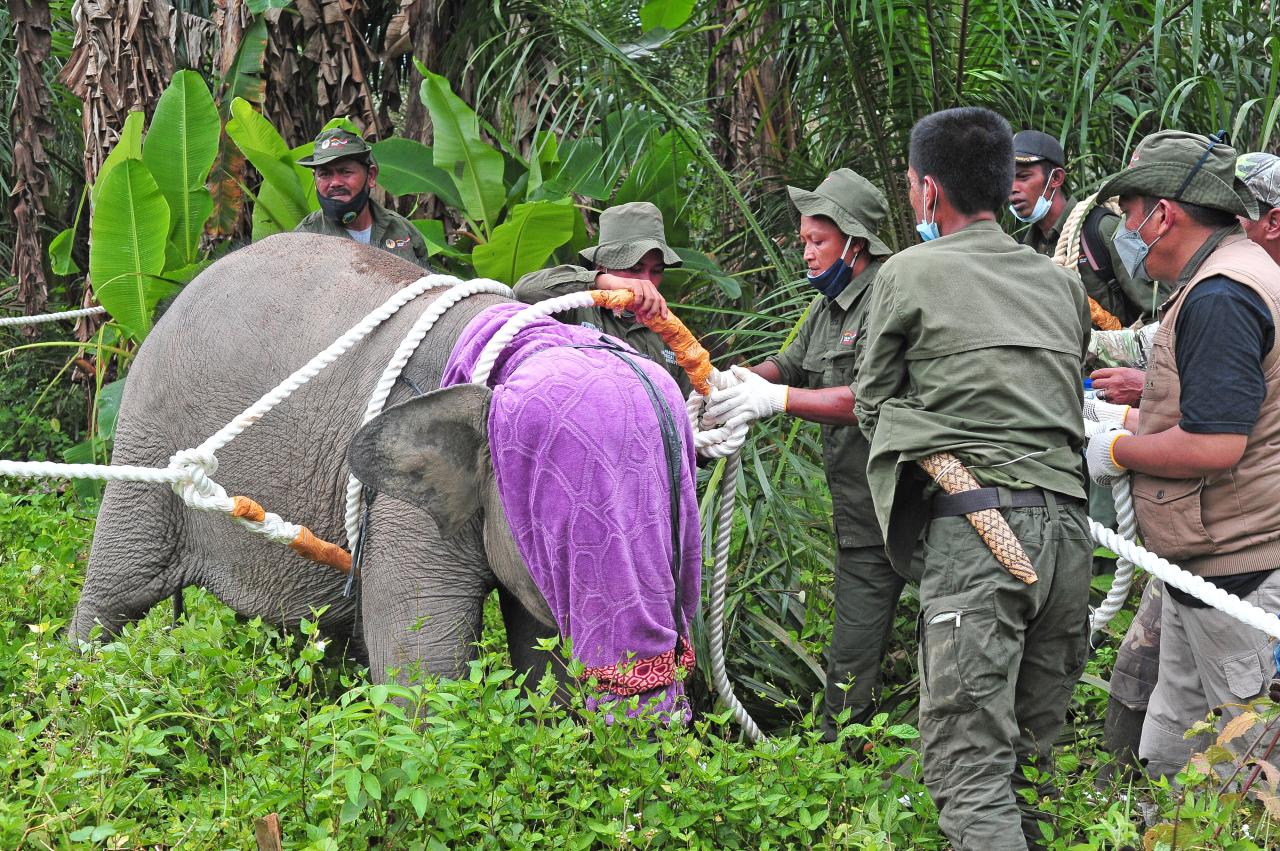 Evakuasi Anak Gajah...
