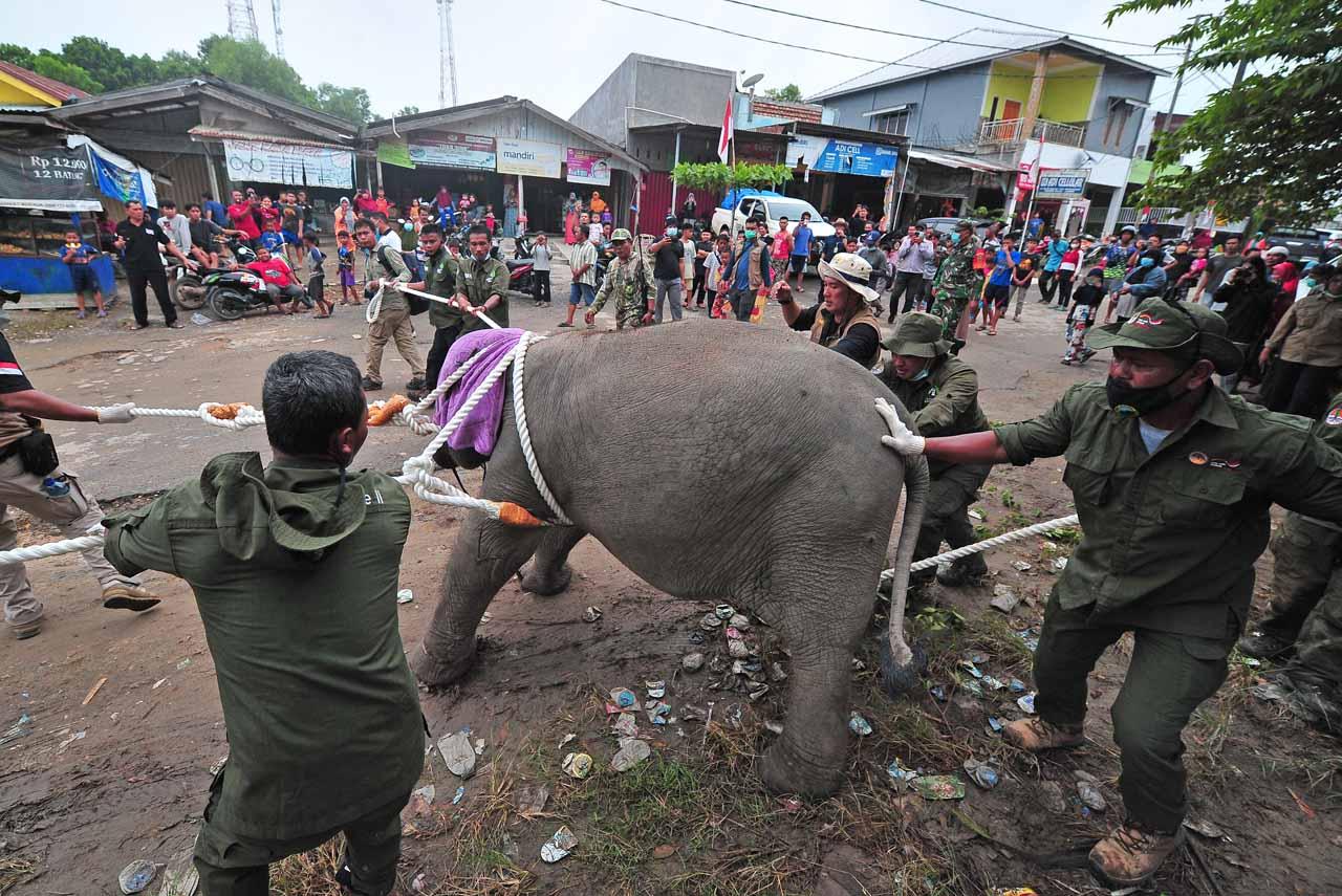 Evakuasi Anak Gajah...