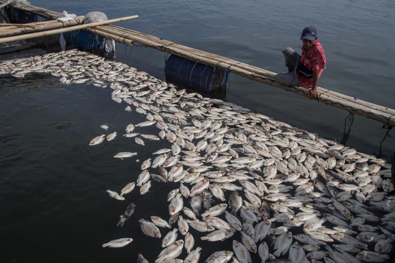 Ribuan Ikan Keramba...