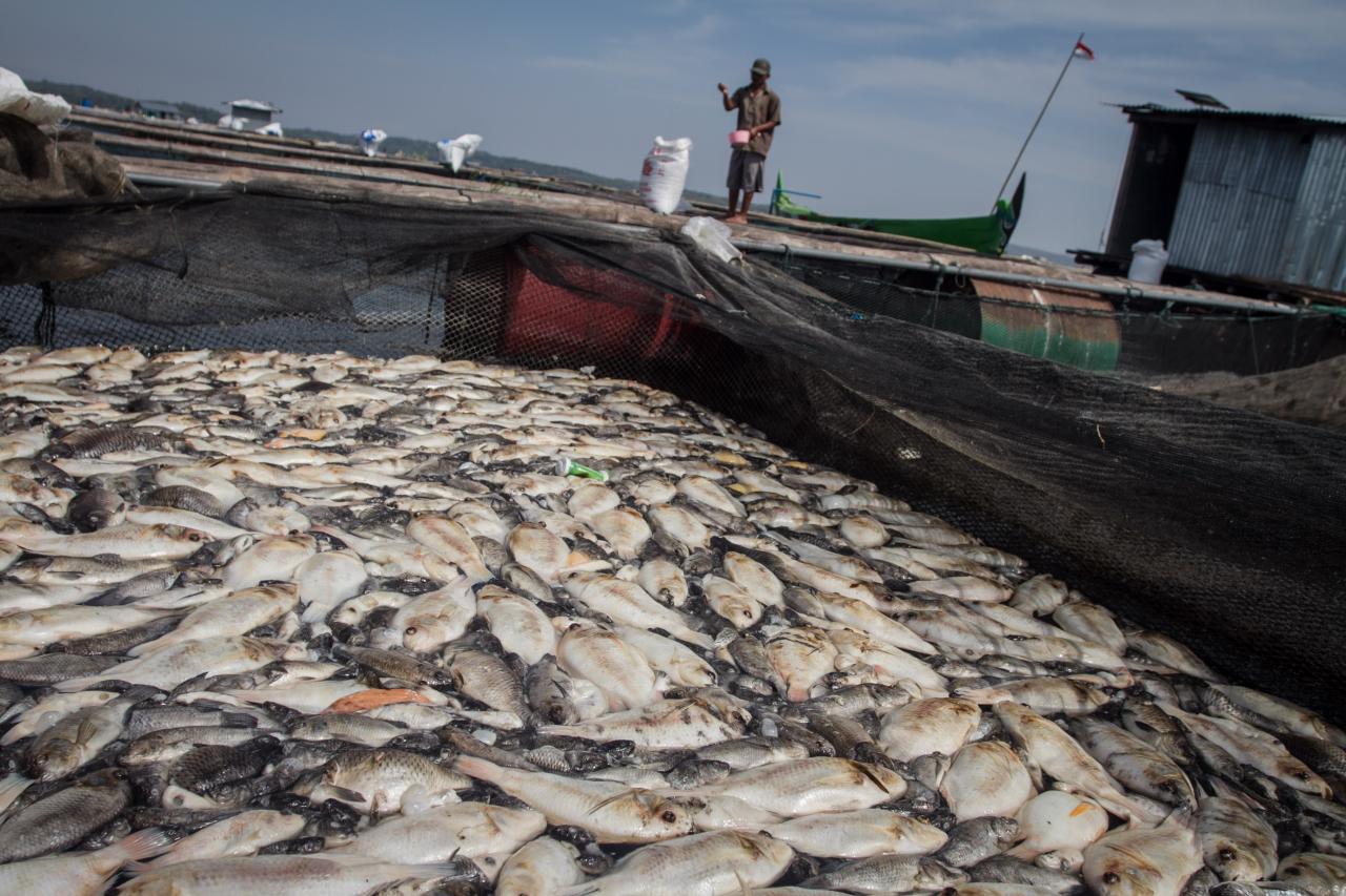 Ribuan Ikan Keramba...