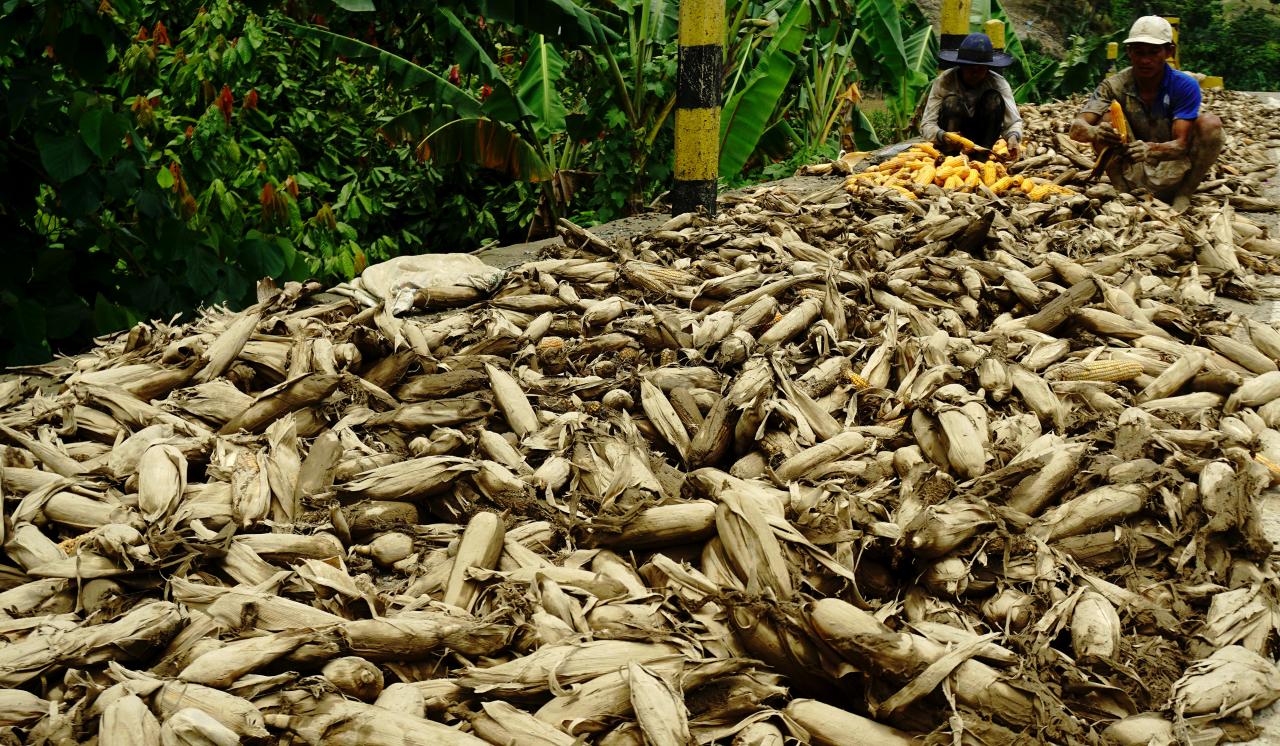 Ratusan Tanaman Jagung...
