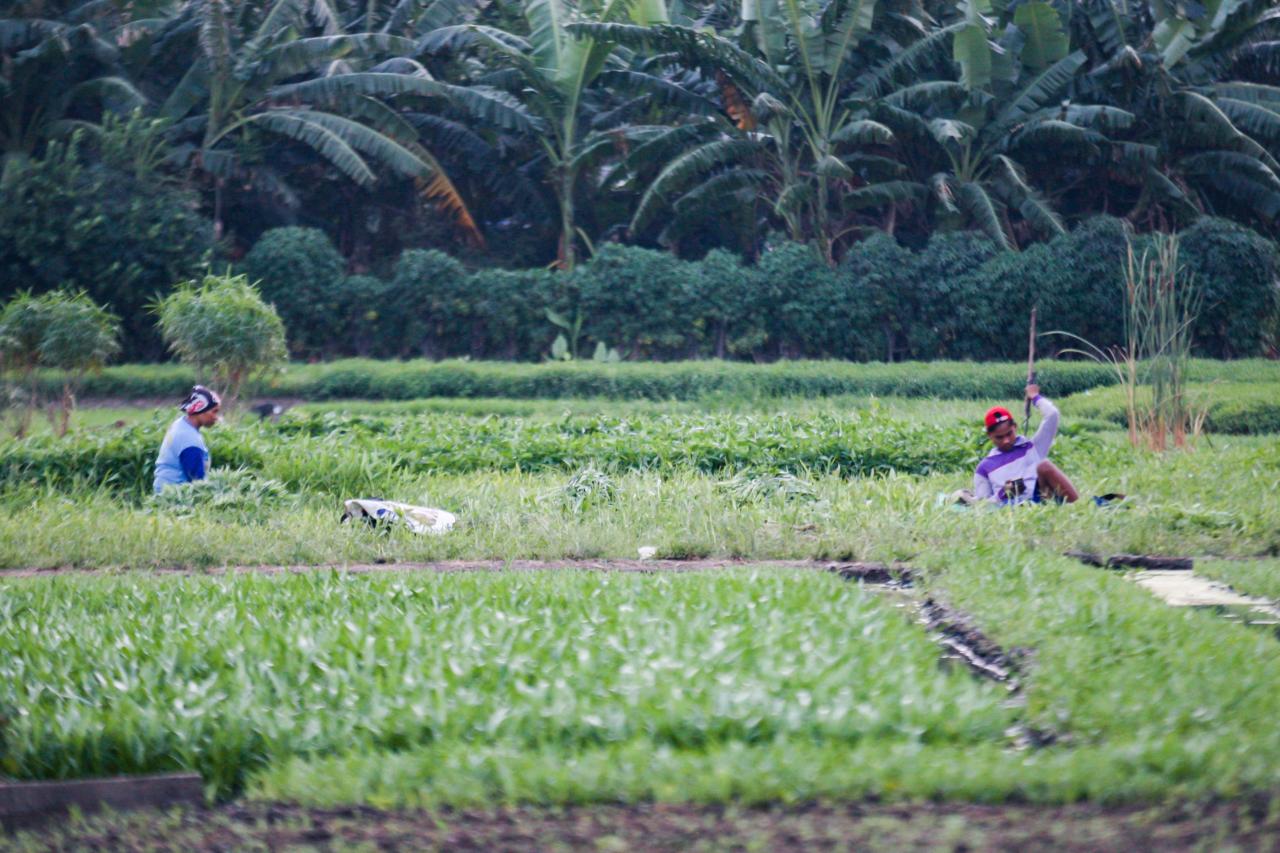 Melihat Aktivitas Petani...