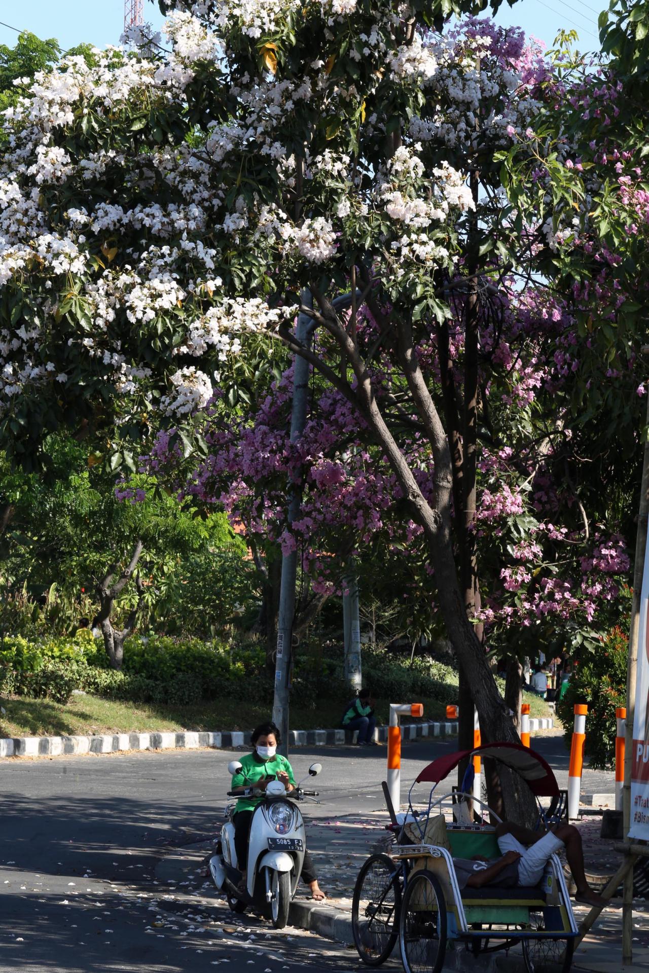 Cantiknya Bunga Tabebuya...