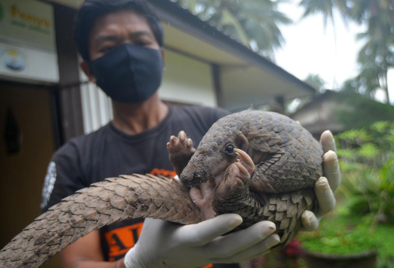 Trenggiling Masuk Permukiman...