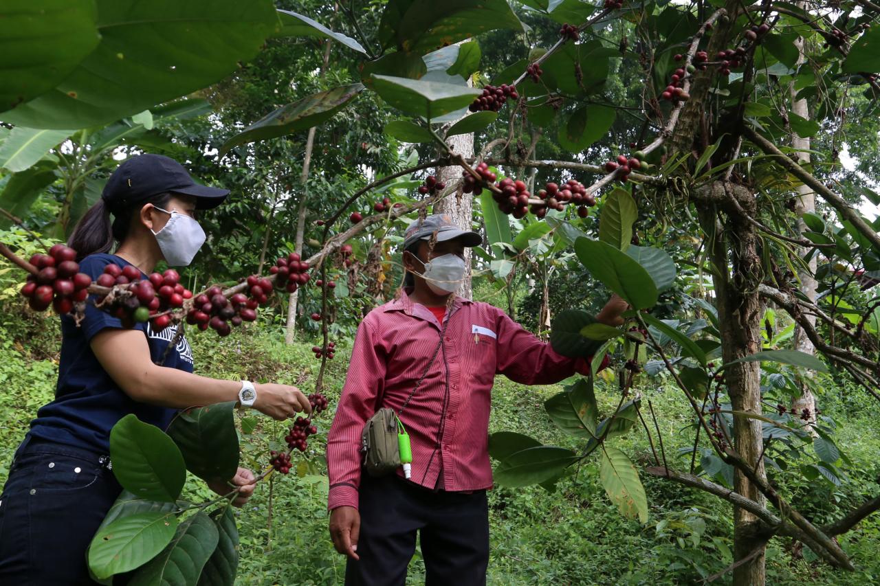 Melihat Kopi Liberika...